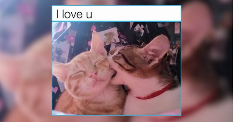 A Whiskered Wonderland of Whimsy for Cat Lovers on a Wednesday 