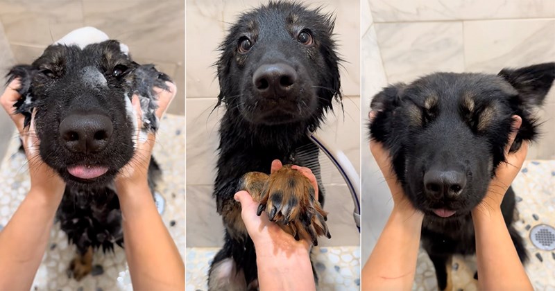 Wild Foster Dog Gets Cute During Bath Time