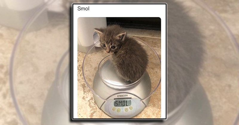 small animals wholesome baby animals laughter kitten cute fur baby smol kitty cat Cats cute kittens happiness animals Cats - 44965893