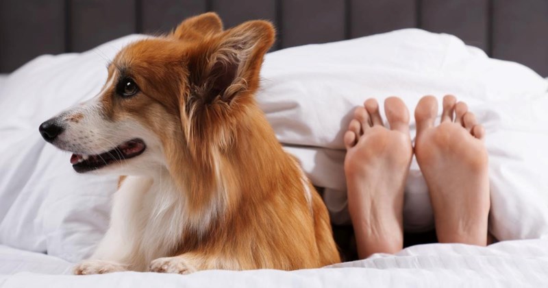 dog dogs wife asthma drama