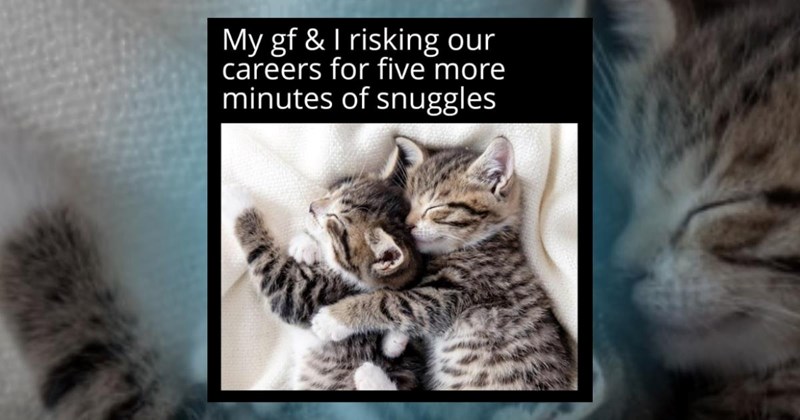 kitten cats memes cute