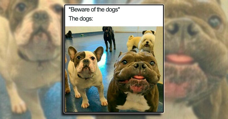 humor wholesome dogs laughter cute doggos funny dogs comedy animals Pets - 44967941
