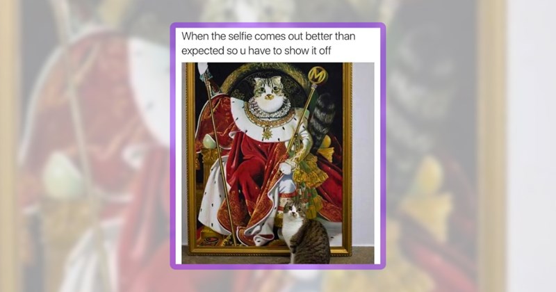 30 cat memes | thumbnail includes one meme including 'When the selfie comes out better than expected so u have to show it off'