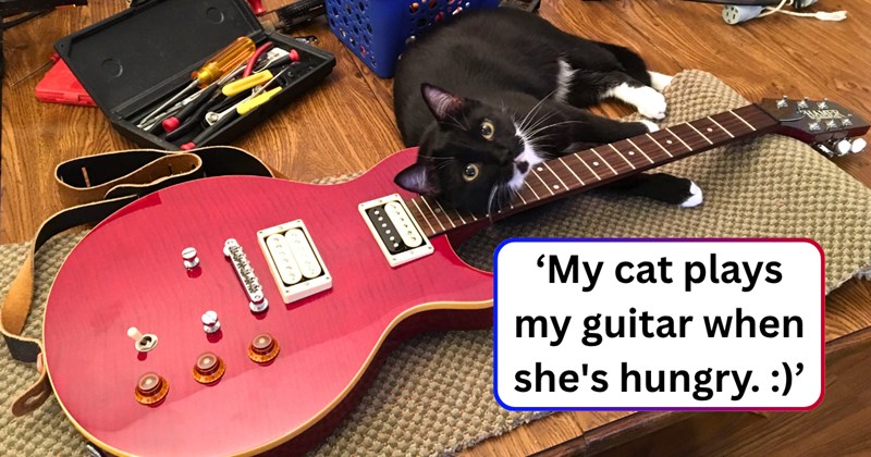 28 text pictures, 13 cat pictures, 5 cat and text pictures | thumbnial includes one pictures of a cat, and ‘My cat plays my guitar when she's hungry. :)’