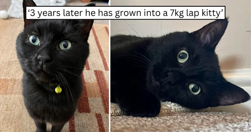 21 pictures of cats and text | thumbnail includes two pictures of a cat and one picture of text including '‘3 years later he has grown into a 7kg lap kitty’' 