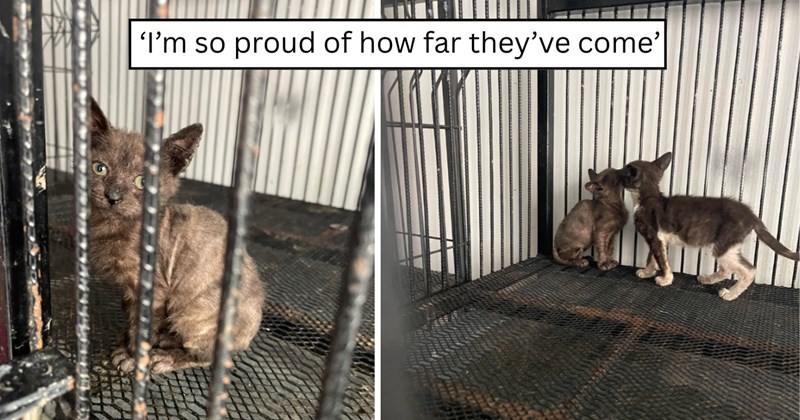 30 pictures of cats and text | thumbnail includes two pictures of cats and one picture of text including '‘I’m so proud of how far they’ve come’' 