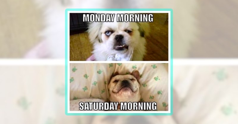 26 dog memes | thumbnail includes one meme including 'MONDAY MORNING SATURDAY MORNING'