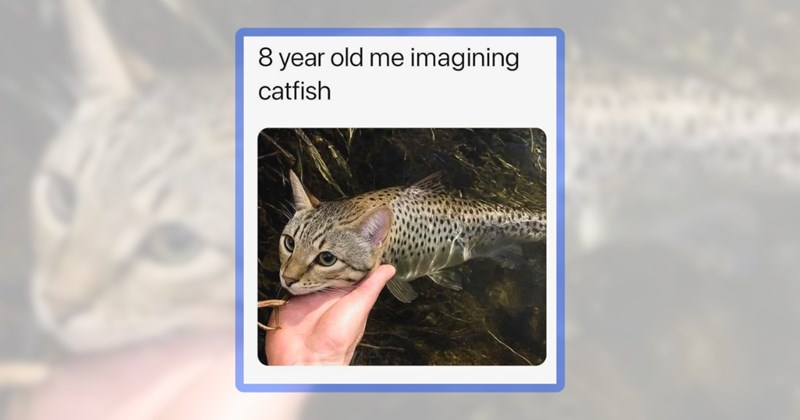 22 fish memes | thumbnail includes one meme including '8 year old me imagining catfish'
