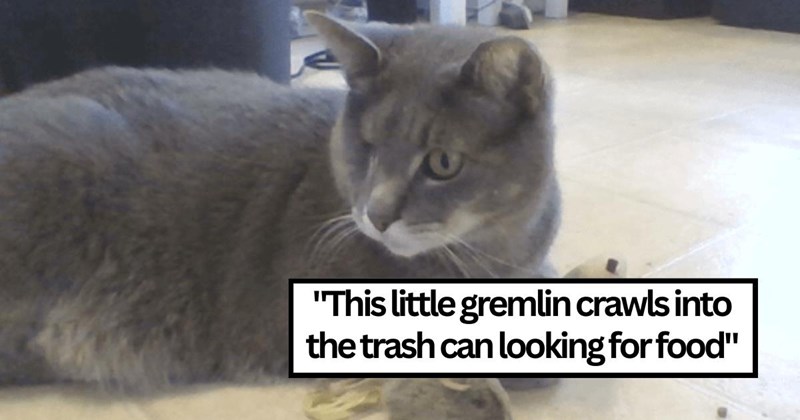 'We didn't bring in a cat, we brought in a raccoon': One-eyed cat masking as raccoon gets adopted by sweet family after months of feeding him outside their house