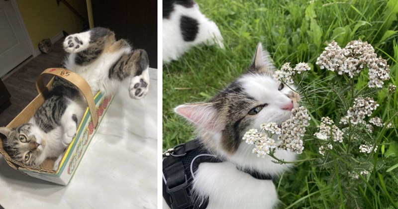 26 Uplifting Pics Funny Felines Fooling Around | thumbnail includes two images one image shows a gray and white cat lying in a basket with bottom and hind legs in the air, the other image shows a grey and white cat wearing black harness sniffing white flower in field