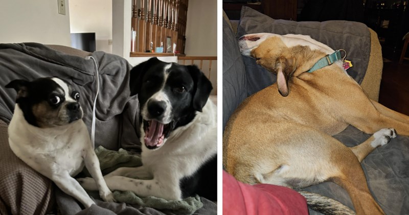 23 Soul Filling Pics Pawdorable Pupper Pawsonalities | thumbnail includes two images one image shows a small black and white dog looking shocked and a large black and white dog smiling both on couch, the other image shows a brown and white dog lying on couch with head flipped back