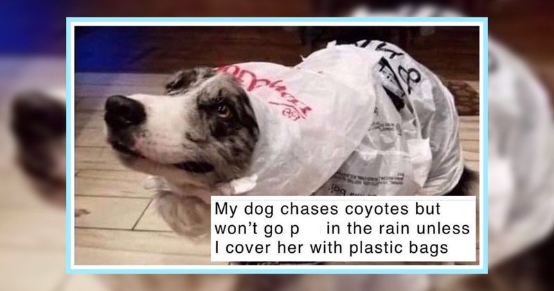 22 Awwplifting Dog Memes Adorable End your Work Week | thumbnail includes one image which shows a gray and white dog wearing plastic bags on body ‘My dog chases coyotes but wont go p in the rain unless I cover her with plastic bags’