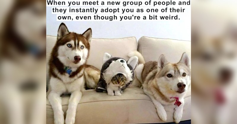 Heartwarmingly Wholesome Memes and Posts