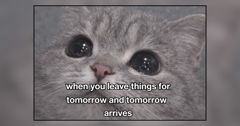22 cat memes | thumbnail includes one meme and one picture of text including 'when you leave things for tomorrow and tomorrow arrives' 