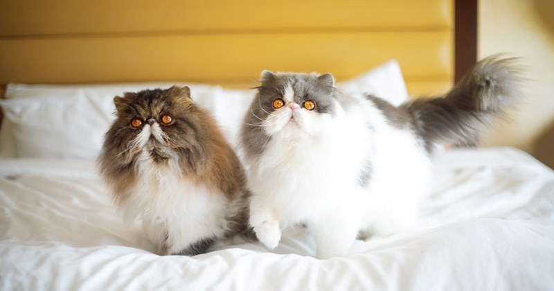 Two Persian cats sitting together on a bed