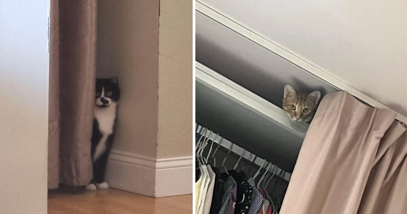 21 cat pictures | thumbnail includes two pictures of cats 