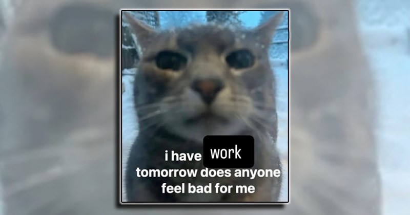 humor work morning person Memes coffee comedy everyday funny waking up Funny Memes - 44984069