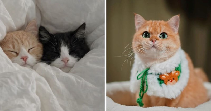 wholesome cats adorable cats cat pictures cute cats funny cats Cats Cats - 44986885