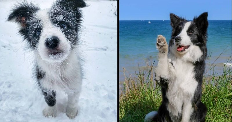 divine doggos puppies cute puppies doggos border collie Doggos - 44987909