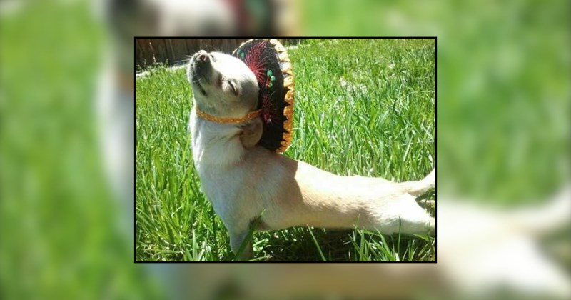 so cute animal cuteness cute dogs adorable happy sundog cute doggos adorable animals sunburst cute animals sunshine funny doggos adorable dogs doggos Sundog Doggos sunbathing - 44988677