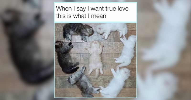 A Sunday Scroll of Soft Smol Kittens in a Slumber