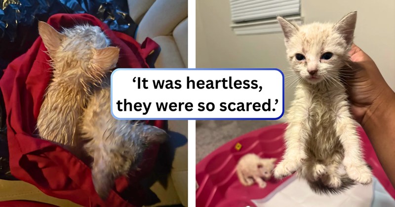 21 text pictures, 3 kitten pictures | thumbnail includes two pictures of kittens, and 'It was heartless, they were so scared.'