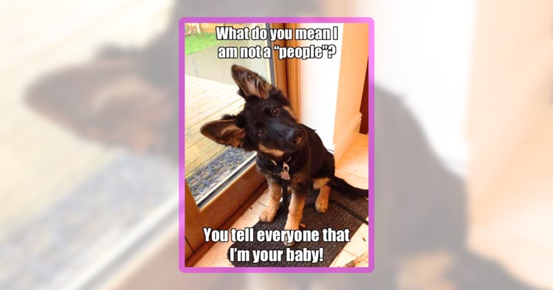 21 dog memes | thumbnail includes one meme including 'What do you mean I am not a "people"? You tell everyone that I'm your baby!'