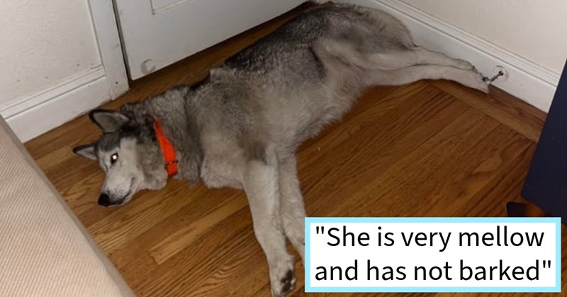 Lost Husky returned unhoused woman by kind dog owner  after it escaped car ran loose on beach where slept night before, rescuer says: ‘Other people described as not well for all I know this might be her support dog.’ | thumbnail includes one image which shows a gray husky lying on side on floor ‘“She is very mellow and has not barked”’