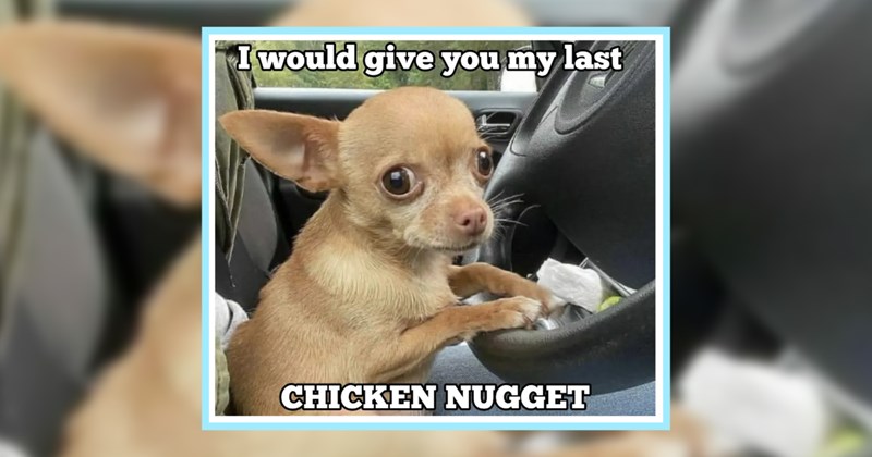 20 Innocent Dog Memes Fresh Funny Start Work Day | thumbnail includes one image which shows a brown chihuahua holding the wheel of car ‘I would give you my last CHICKEN NUGGET’