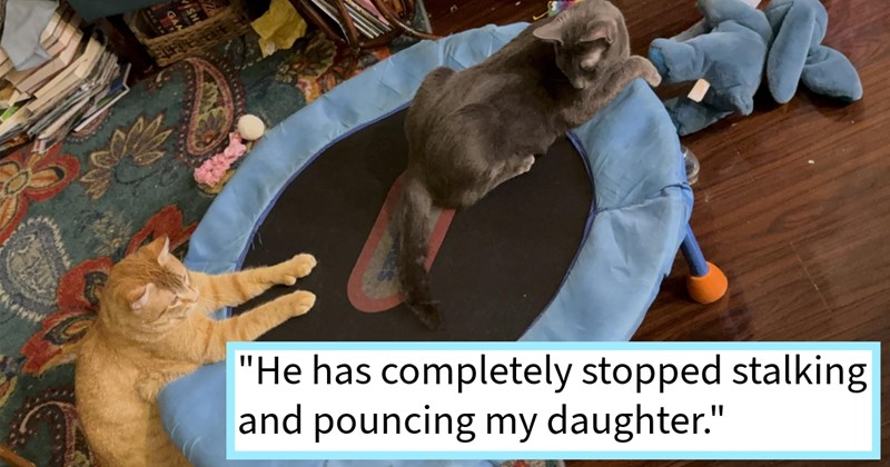 Feisty kitten who treated hooman sister prey finally calms down thanks adoption older calm cat who showed sibling how play what is prey, cat mom says: ‘Despite play we were giving him, he was very bored needed cat friend!’ | thumbnail includes one image which shows an orange cat and a black cat on a blue trampoline ‘“He has completely stopped stalking and pouncing my daughter.”’
