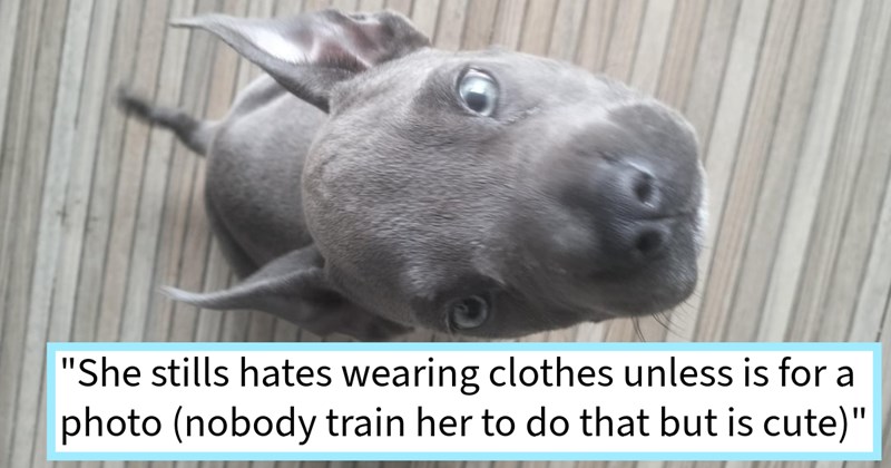 College student’s tough decision gift family her troubled Pit Bull puppy pays off when family transform dog from pestilent puppy, obedient doggo, student says: ‘She so good now they give her princess treatment as she deserves’ | thumbnail includes one image which shows a gray pit bull with blue eyes sitting on deck looking up ‘“She still hates wearing clothes unless is for a photo (nobody train her to do that but is cute)”’