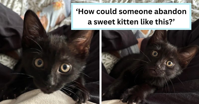 'Found this little peanut abandoned in my shared garden': Adorable void cat wins the heart of kind stranger who already has 4 cats, but she won't give up on her so easily 