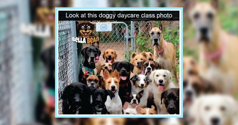 22 Sweet Pupper Posts Pawfect for Lightening Load Morning | thumbnail includes one image which shows several dogs sitting in a fenced enclosure ‘Look at this doggy daycare class photo’ ‘BELLA BEAN’