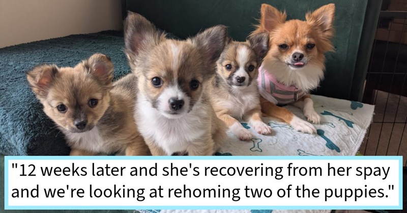Year old Chihuahua saved hoarders by family unexpectedly gives birth day after vet claimed she had week until due date, family says: ‘ birth was thankfully relatively easy she settled well motherhood.’  | thumbnail includes one image which shows a mother chihuahua and her three babies lying on bed ‘“12 weeks later and she’s recovering from her spay and we’re looking at rehoming two of the puppies.”’