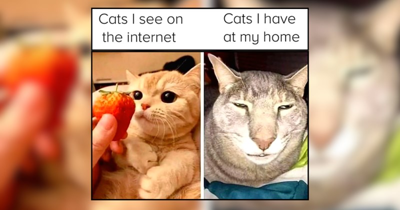 A Midnight Delight of Cat Memes for the Insomniac Soul Still Awake