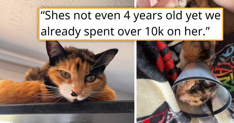 story about someone rescuing a sick cat whose procedures were exptremely expensive but successful | thumbnail includes two pictures of a beautiful unique colorful cat 'Shes not even 4 years old yet we already spent over 10k on her'