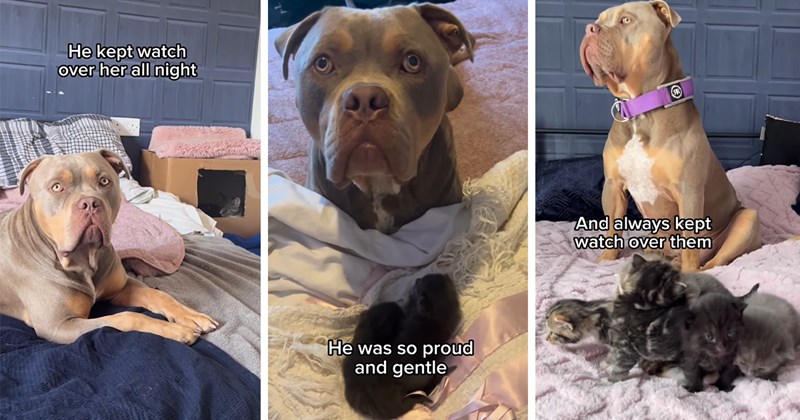 story about a pitbull watching over his cat friend as she gives birth then taking care of her kittens | thumbnail includes three pictures including a dog next to a cat and a dog next to kittens 