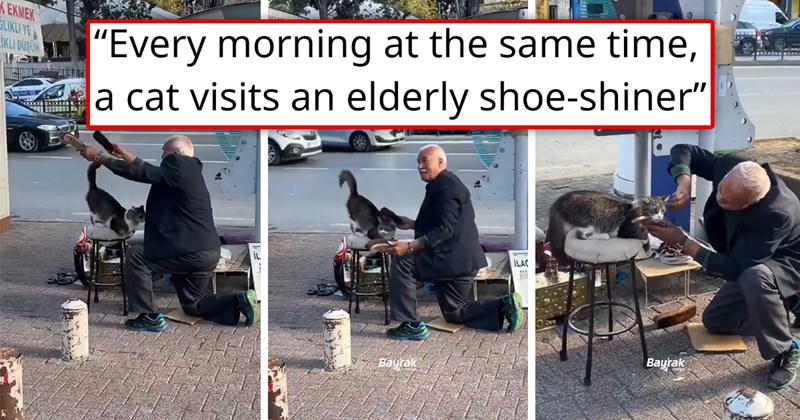 story about a cat who comes every day to get brushed by his favorite shoe shiner | thumbail includes three pictures of a cat getting brushed by a man outside 'Every morning at the same time, a cat visits an elderly shoe‑shiner'