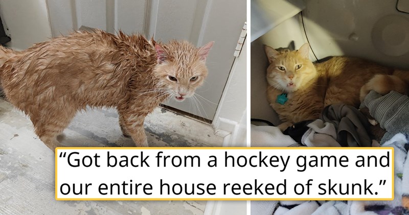 story about an indoor cat escaping, fighting with a skunk and coming back | thumbnail includes two pictures including a wet ginger cat and a confused looking ginger cat in a washing machine 'Got back from a hockey game and our entire house reeked of skunk'