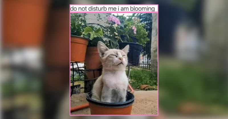 A Bright Spring Day of Cat Memes Soaking Up the Sun 