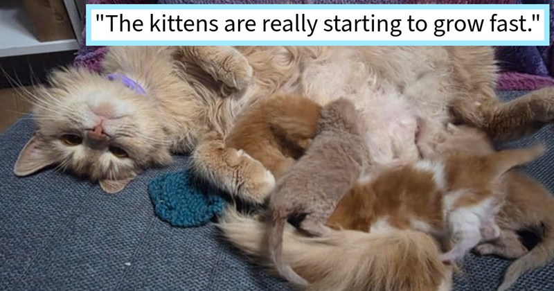 Man finds dream orange cat waiting him on back porch his birthday, after bringing cat inside discovers that she came with surprise gift 4 tiny healthy happy kittens, cat mom says: ‘She absolutely in love with my husband.’ | thumbnail includes one image which shows an orange cat and four orange kittens on couch ‘“The kittens are really starting to grow fast.”’