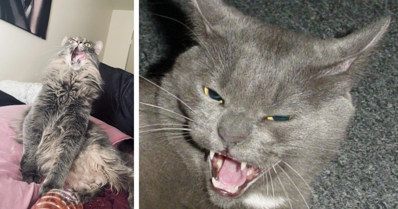 20 Hot Tempered Hissing Cats fur Hardworking Hoomans Who’ve Had Enough | thumbnail includes two images one image shows a fluffy gray cat sitting on bed screaming, the other image shows a gray cat close up hissing eyes squinting 