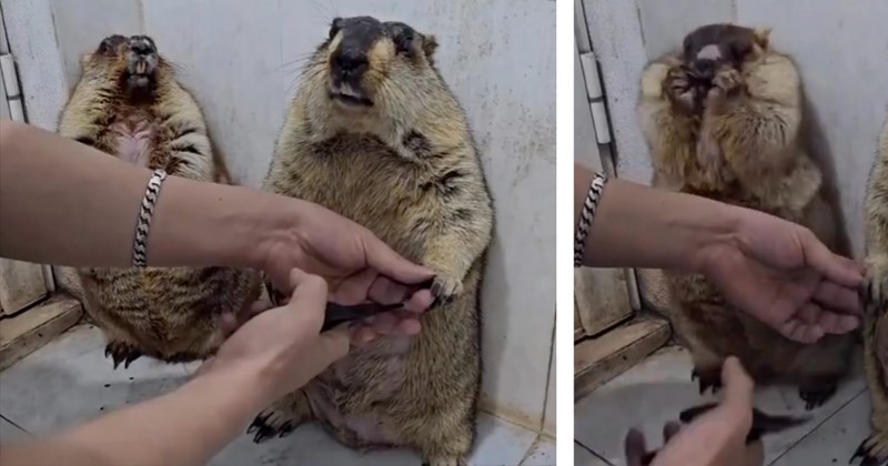 Video and posts of a marmot watching another marmot get its nails trimmed | Thumbnail includes one picture of marmots getting their nails trimmed and one picture of a marmot making a shocked face