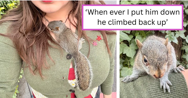Story of an Irish woman saving an orphaned squirrel | Thumbnail includes one picture of a baby squirrel climbing on a woman's shirt, one picture of a baby squirrel, and one picture of text including '‘When ever I put him down he climbed back up’'