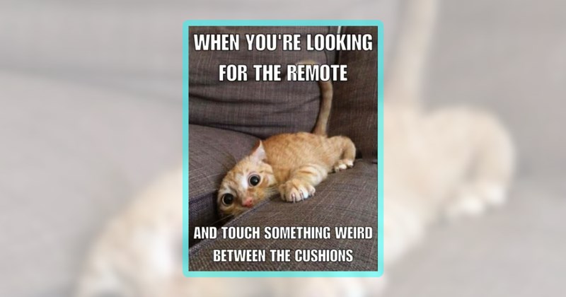 48 cat memes | thumbnail includes one meme including 'WHEN YOU'RE LOOKING FOR THE REMOTE AND TOUCH SOMETHING WEIRD BETWEEN THE CUSHIONS'