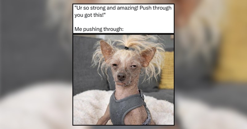 25 Destressing Dog Memes for Overloaded Pawrents