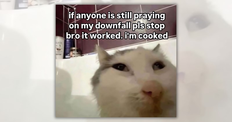 29 cat memes | Thumbnail includes one meme including 'if anyone is still praying on my downfall pls stop bro it worked. i'm cooked'