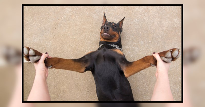 21 Delightful and Distinguished Dobermans for Your Daily Dose of Devotion 