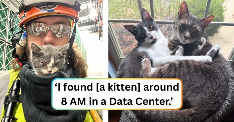 29 text pictures, 11 cat pictures | thumbnail includes two pictures of a cat, and ‘I found [a kitten] around 8 AM in a Data Center.’