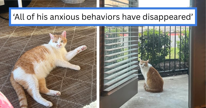 Story of a woman adopting an unwanted cat from a shelter, then moving out of her toxic family's home and watching her cat thrive afterwards | Thumbnail includes two pictures of an orange and white cat, and one picture of text including '‘All of his anxious behaviors have disappeared’'